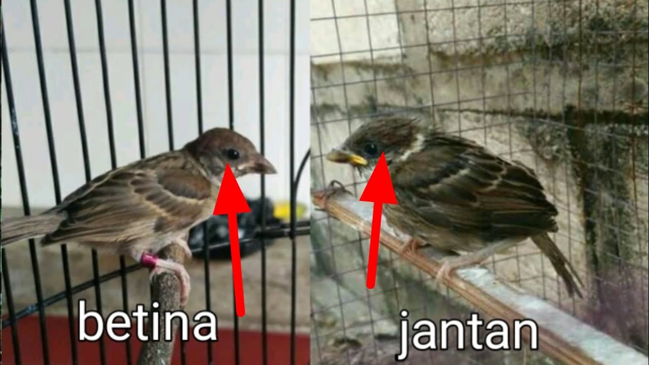 Detail Gambar Burung Gereja Jantan Nomer 20