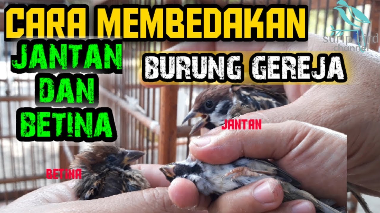 Detail Gambar Burung Gereja Jantan Nomer 46