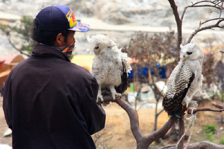 Detail Gambar Burung Hantu Bagus Nomer 54