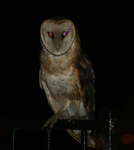 Detail Gambar Burung Hantu Hitam Putih Burung Hantu Setan Nomer 19