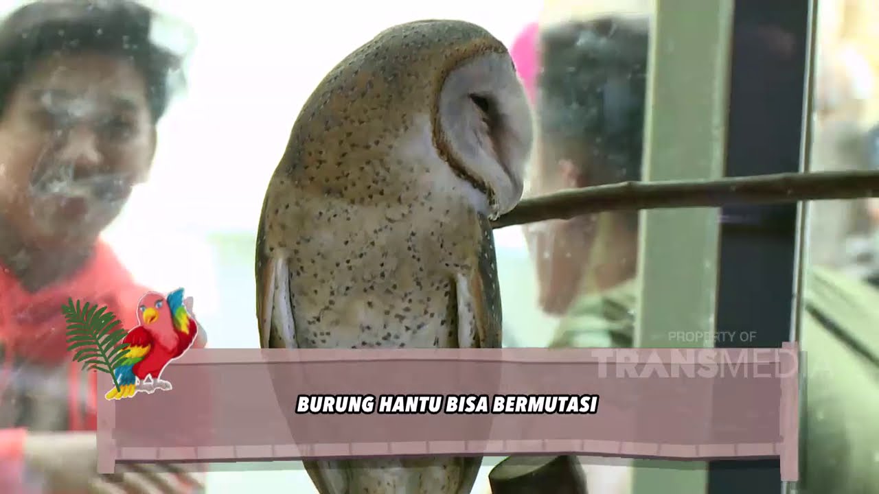 Detail Gambar Burung Hantu Hitam Putih Burung Hantu Setan Nomer 29