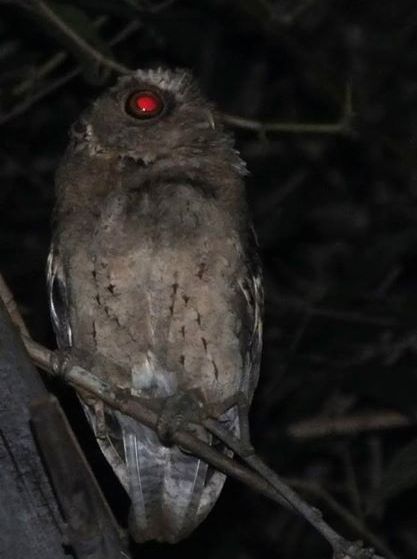 Detail Gambar Burung Hantu Hitam Putih Burung Hantu Setan Nomer 31