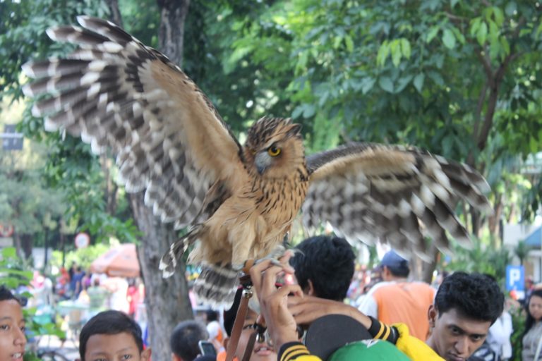 Detail Gambar Burung Hantu Hitam Putih Burung Hantu Setan Nomer 53