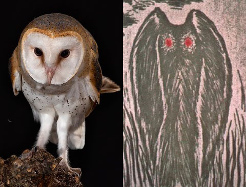 Detail Gambar Burung Hantu Hitam Putih Burung Hantu Setan Nomer 54