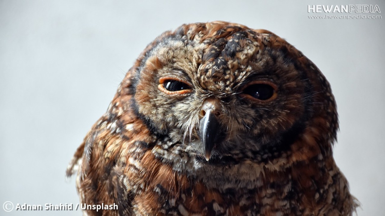 Detail Gambar Burung Hantu Hitam Putih Burung Hantu Stress Nomer 12