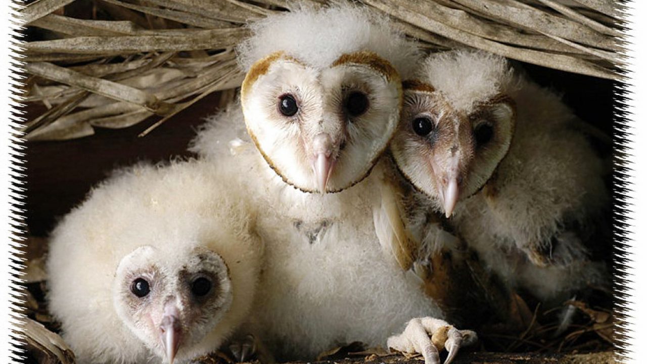 Detail Gambar Burung Hantu Hitam Putih Burung Hantu Stress Nomer 22