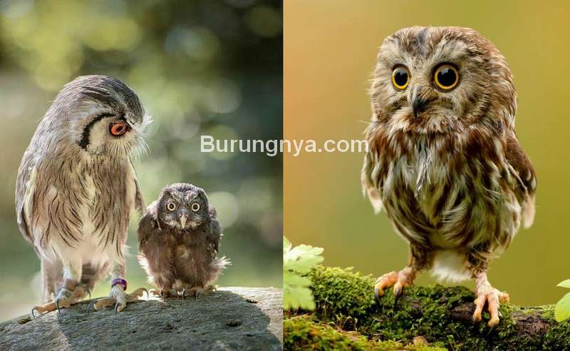 Detail Gambar Burung Hantu Hitam Putih Burung Hantu Stress Nomer 25