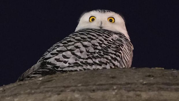 Detail Gambar Burung Hantu Hitam Putih Burung Hantu Stress Nomer 32