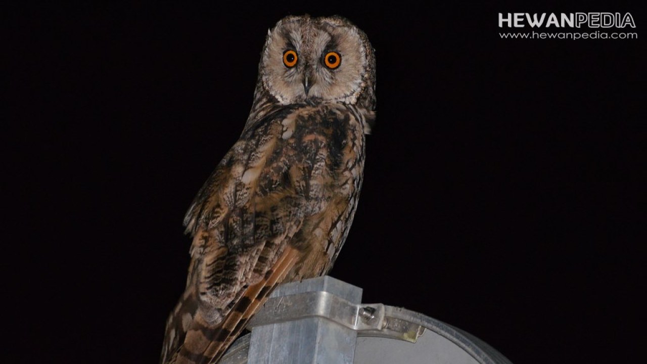 Detail Gambar Burung Hantu Hitam Putih Burung Hantu Stress Nomer 47