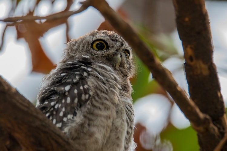 Detail Gambar Burung Hantu Hitam Putih Burung Hantu Stress Nomer 51