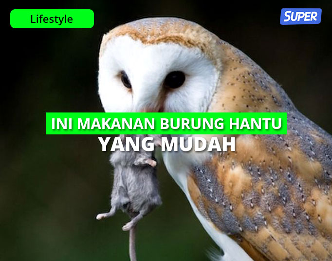 Detail Gambar Burung Hantu Hitam Putih Gambar Burung Hantu Logo Ilmu Nomer 34