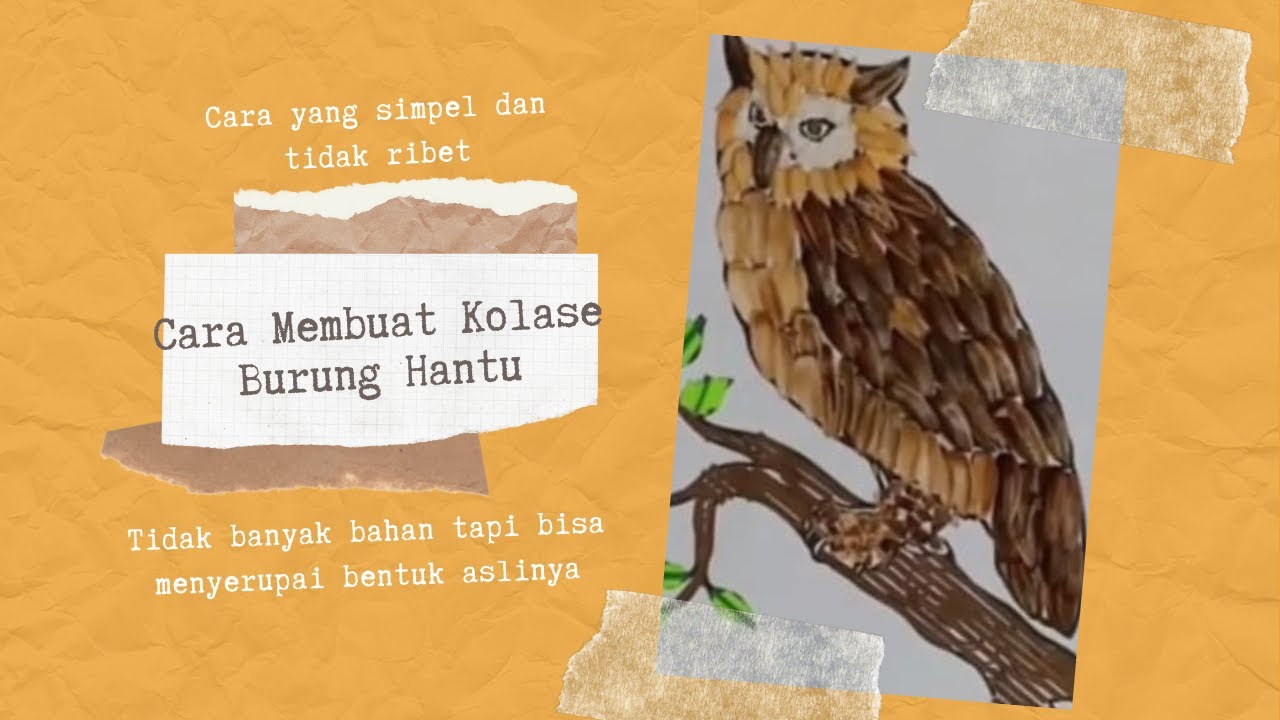 Detail Gambar Burung Hantu Kalose Nomer 54