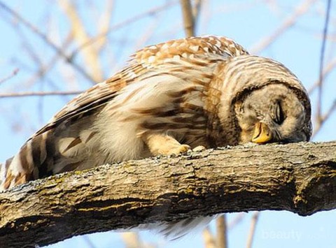 Detail Gambar Burung Hantu Sedang Tidur Nomer 17