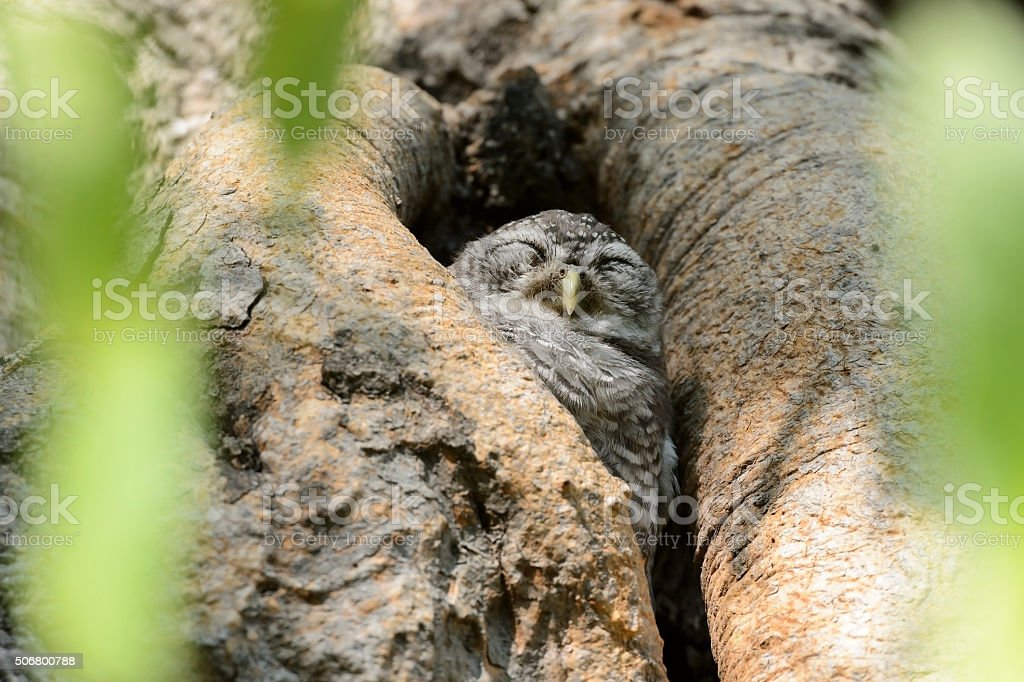 Detail Gambar Burung Hantu Sedang Tidur Nomer 19