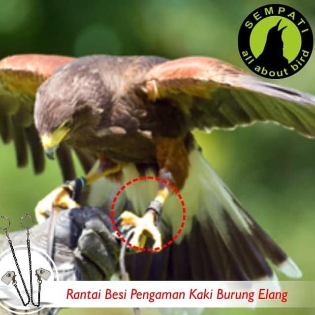 Detail Gambar Burung Helang Nomer 16