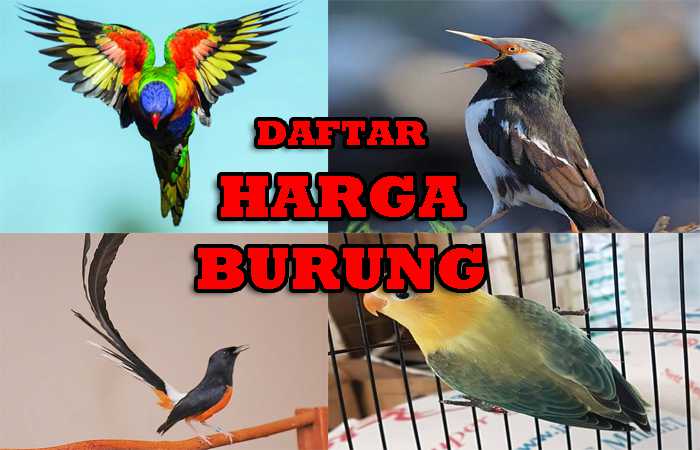 Detail Gambar Burung Hias Nomer 23