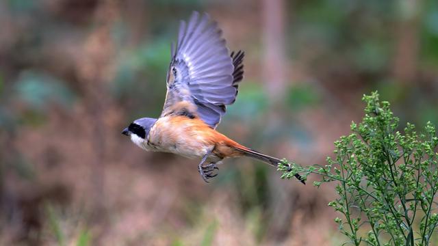 Detail Gambar Burung Hias Nomer 6