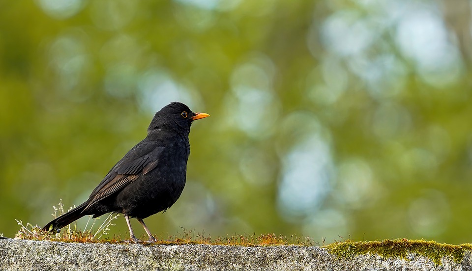 Detail Gambar Burung Hitam Nomer 31