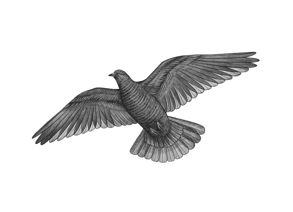 Detail Gambar Burung Hitam Putih Nomer 52
