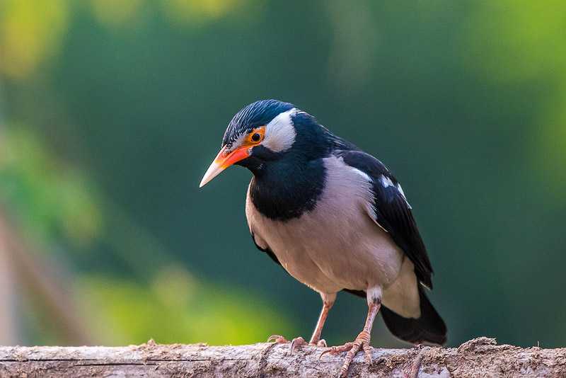 Detail Gambar Burung Jalak Nomer 19