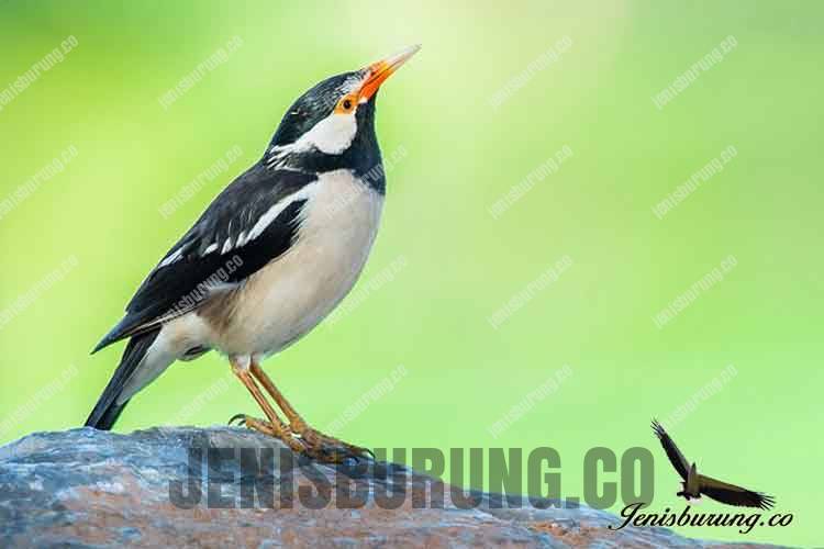 Detail Gambar Burung Jalak Nomer 21