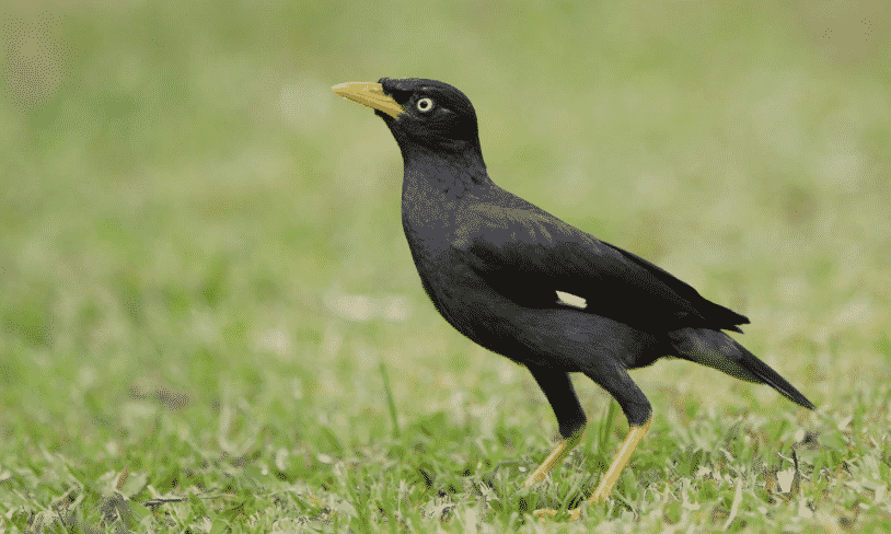 Detail Gambar Burung Jalak Nomer 5