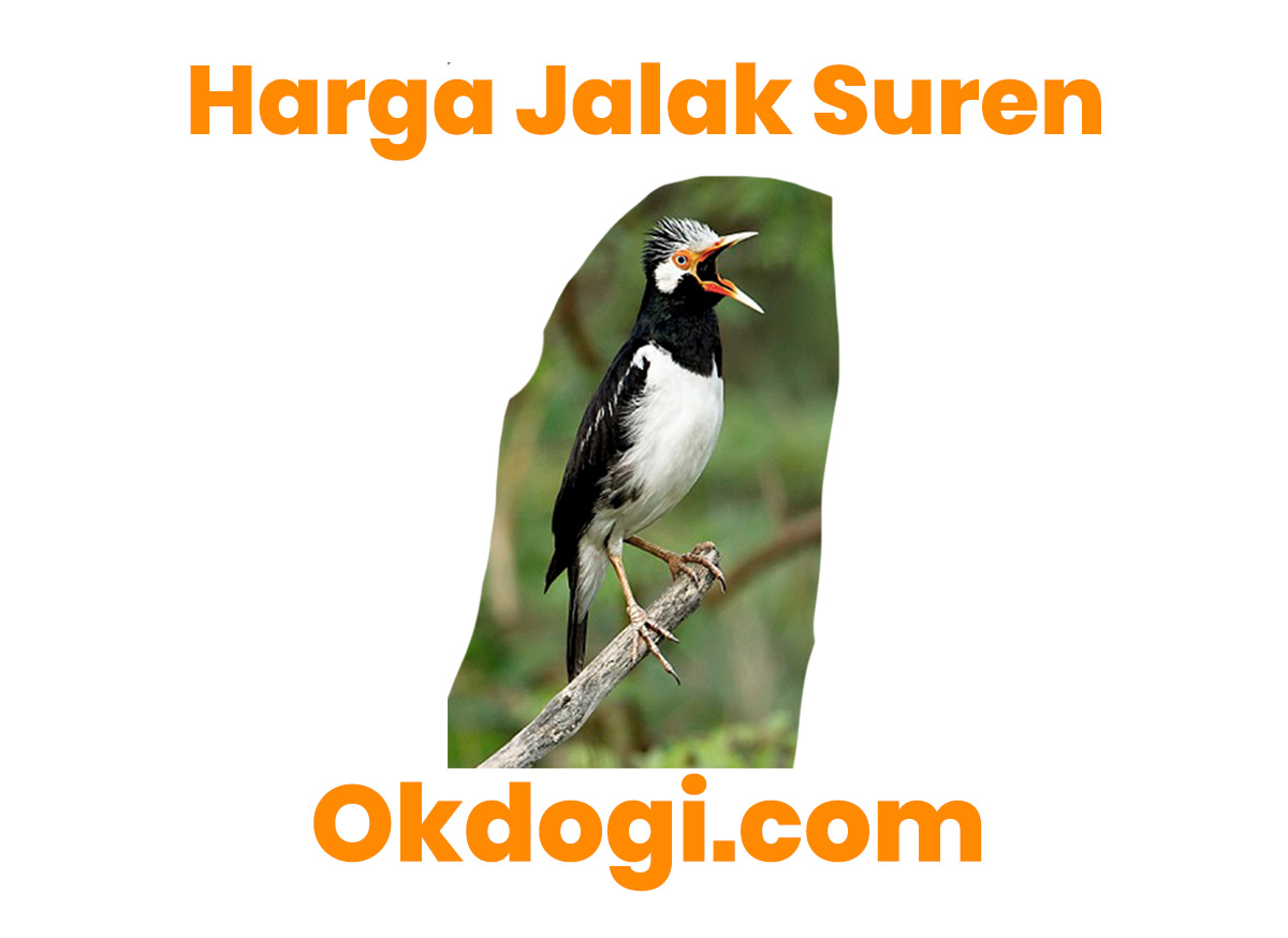 Detail Gambar Burung Jalak Animasi Nomer 40