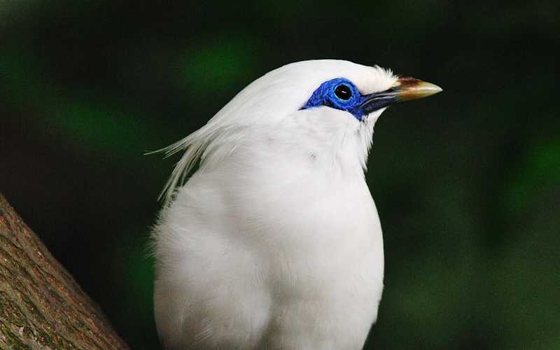 Detail Gambar Burung Jalak Bali Nomer 13