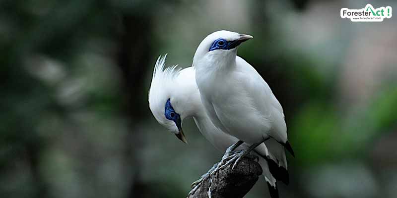 Detail Gambar Burung Jalak Bali Nomer 15