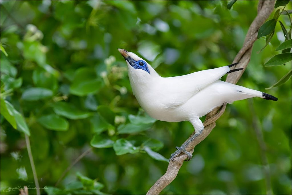 Detail Gambar Burung Jalak Bali Nomer 23