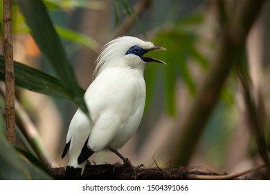 Detail Gambar Burung Jalak Bali Nomer 31