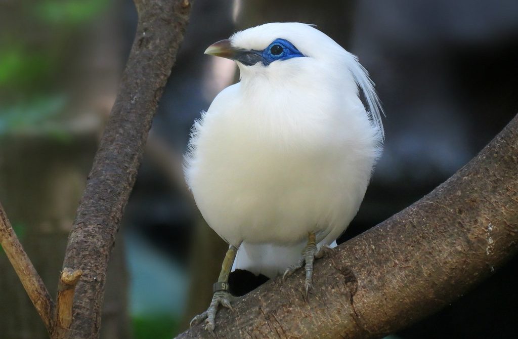 Detail Gambar Burung Jalak Bali Nomer 47