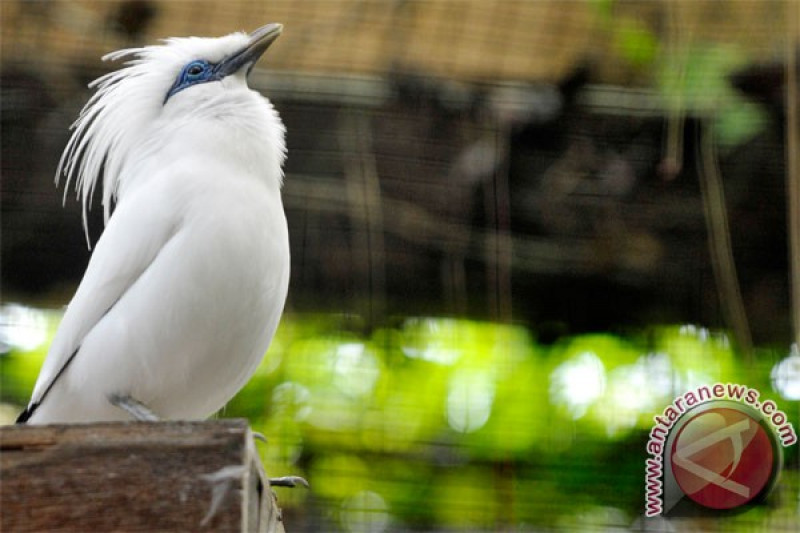 Detail Gambar Burung Jalak Bali Nomer 49