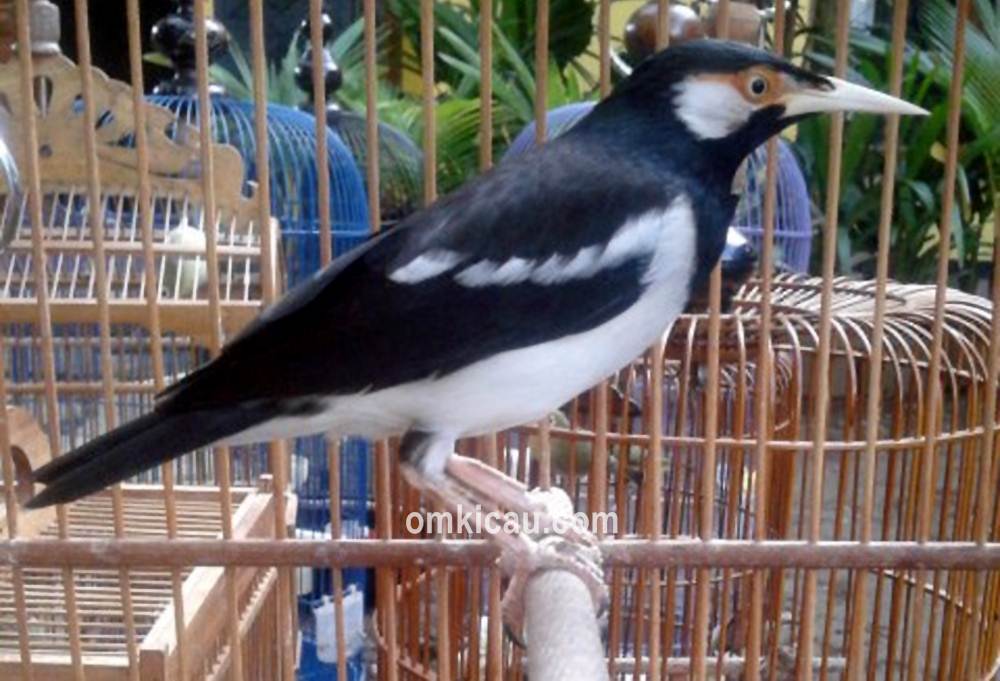 Detail Gambar Burung Jalak Suren Nomer 25