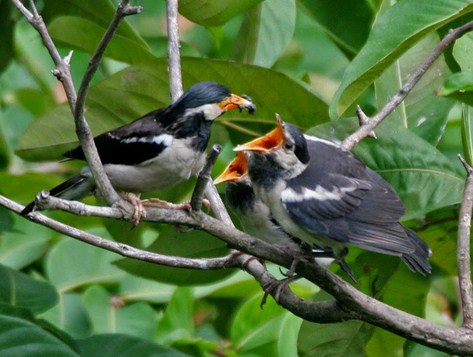 Detail Gambar Burung Jalak Suren Nomer 26