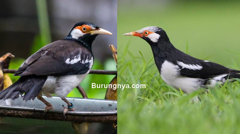 Detail Gambar Burung Jalak Suren Nomer 27