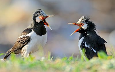 Detail Gambar Burung Jalak Suren Nomer 34