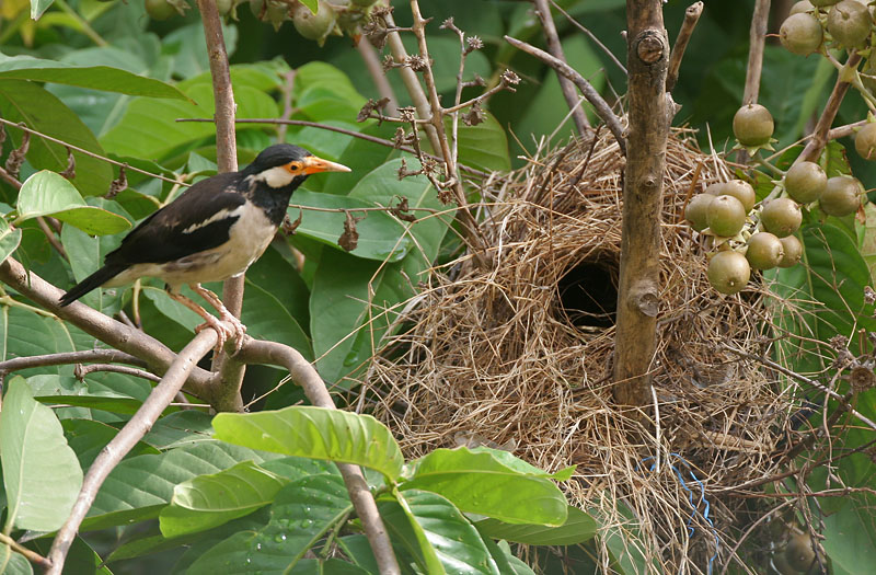 Detail Gambar Burung Jalak Suren Nomer 42