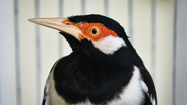 Detail Gambar Burung Jalak Suren Nomer 8