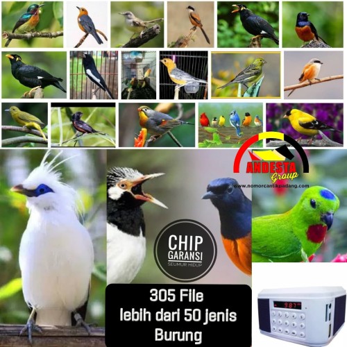 Detail Gambar Burung Juara Nomer 30