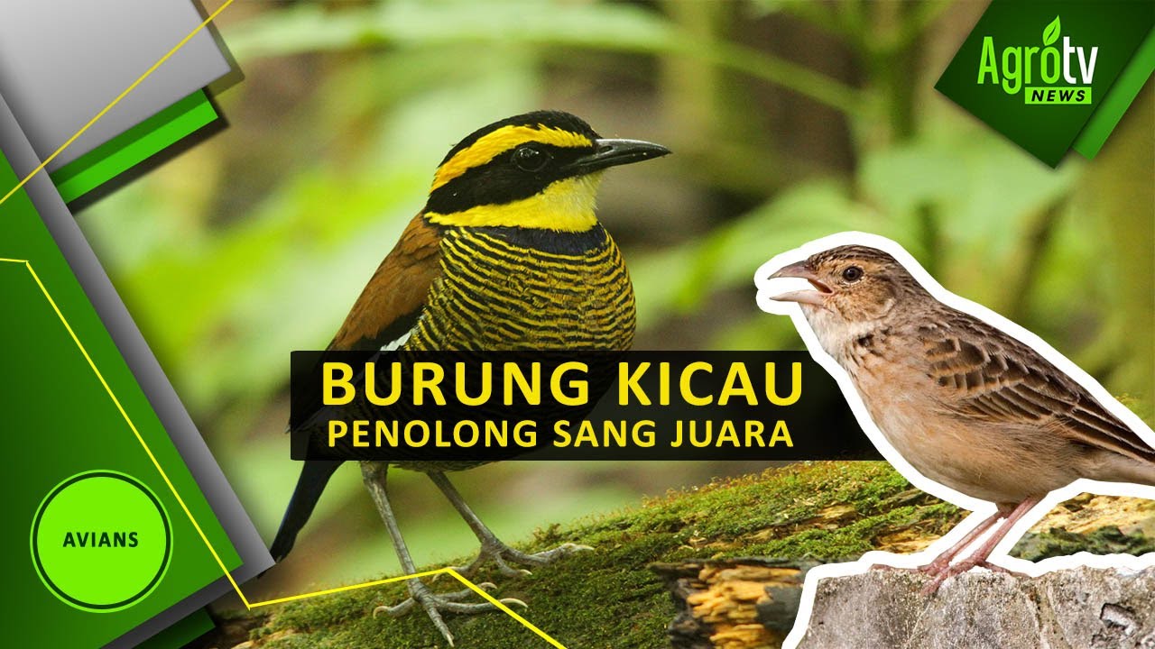 Detail Gambar Burung Juara Nomer 46