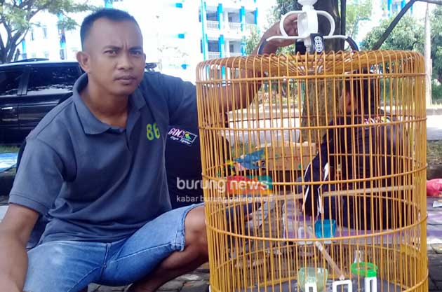 Detail Gambar Burung Kacer Juara Nomer 36