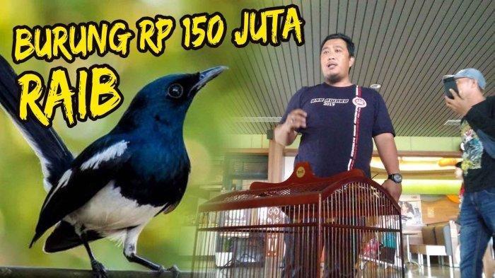 Detail Gambar Burung Kacer Juara Nomer 39