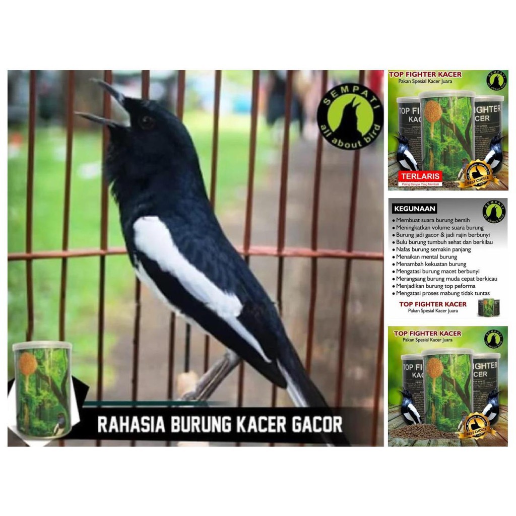 Detail Gambar Burung Kacer Juara Nomer 53