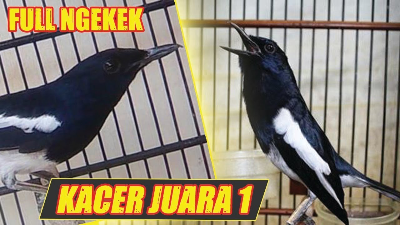 Detail Gambar Burung Kacer Juara Nomer 54