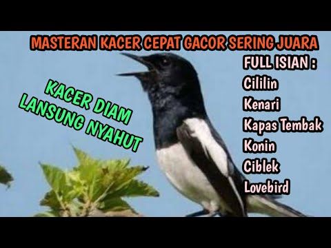 Detail Gambar Burung Kacer Juara Nomer 55