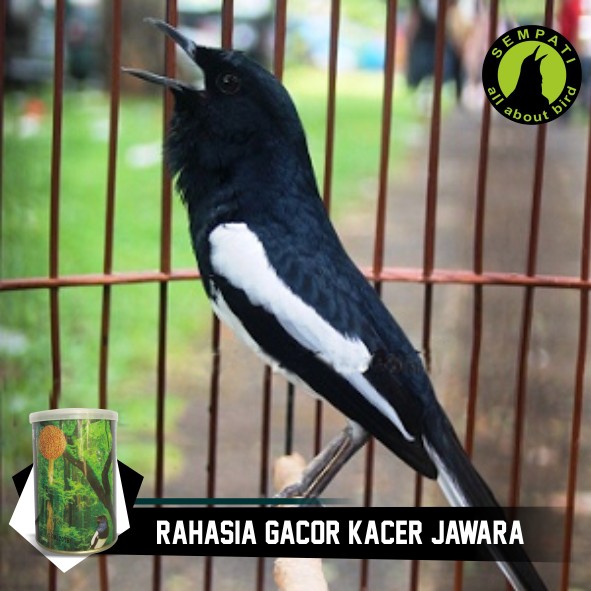 Detail Gambar Burung Kacer Juara Nomer 6