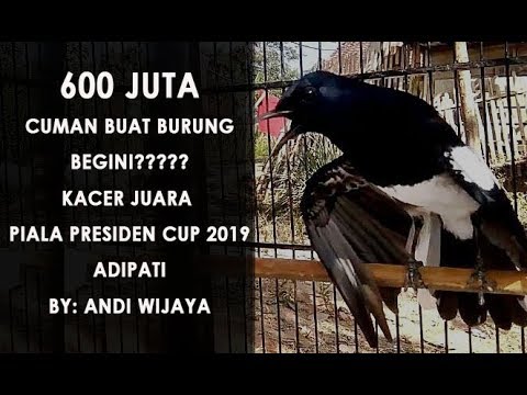 Detail Gambar Burung Kacer Juara Nomer 9