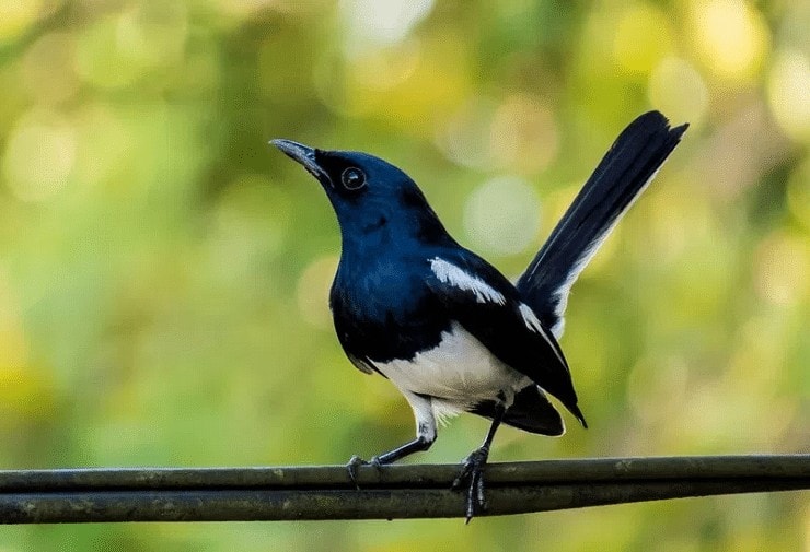 Detail Gambar Burung Kacer Poci Nomer 2