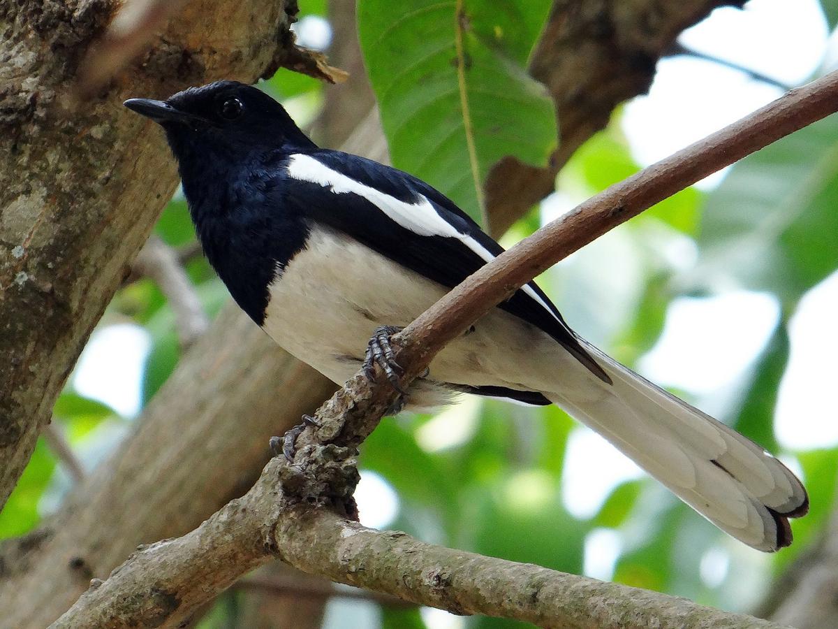 Detail Gambar Burung Kacer Poci Nomer 13